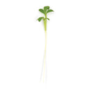 Wasabi Cress