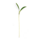 Micro Coriander
