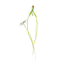 Fennel