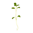 Marjoram
