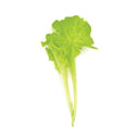 Baby Micro Lettuce