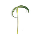 Butterfly Cress