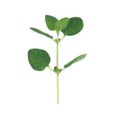Oregano