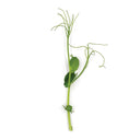Tendril Pea
