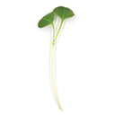 Green Radish