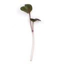 Red Rambo Radish