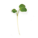 Wild Mustard