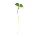 Wild Arugula