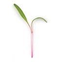 Chard Flamingo