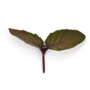 Red Rubin Basil