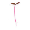 Red Garnet Amaranth