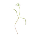 Dill