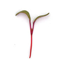 Bulls Blood Beetroot