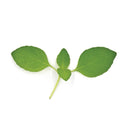 Lemon Basil