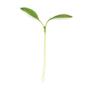 Parsley