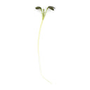 Red Garnet Mustard