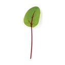 Red Vein Sorrel