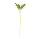 Marjoram