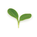 Borage Cress