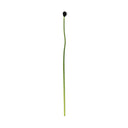 Rock Chives (Garlic)