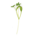 Chervil
