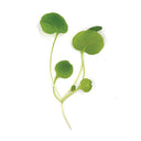 Micro Watercress