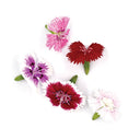 Dianthus Flowers