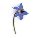 Borage Flowers
