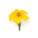 Tangerine Gem Flowers