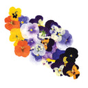 Press Dried Viola Flowers