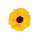 Calendula Flower