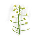 Alyssum Flower