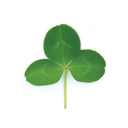 Green Clover Leaves