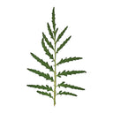 Press Dried Tangerine Gem Leaves