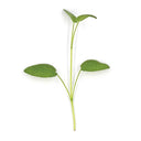 Sage