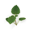 Lemon Balm
