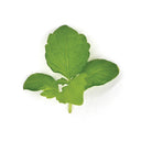 Green Shiso