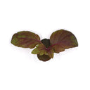 Purple Shiso