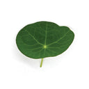 Nasturtium