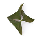 Green Oxalis