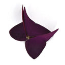 Purple Oxalis