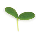 Comet Cress