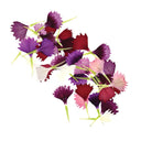 Press Dried Dianthus Petals