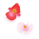 Mela Blossom