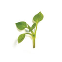 Chickweed
