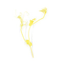 Golden Pea