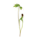 Pascal Cress
