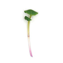 Flame Radish