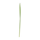Wheatgrass
