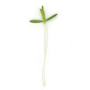 Charm Cress